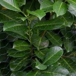 NIEDERBERG METALL Grillage Métallique Pour Cloture | Maillage Hexagonal 25x25mm | Longueur 25m | Hauteur 100cm | Clôture Pour Animaux Et Plantes | 0.9mm Avec Couche En PVC Verte -Grillage et accessoire Soldes 10974055 5