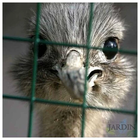 SUINGA Maille Métallique Verte, Carré De 13 Mm. 3 SUINGA Maille Métallique Verte, Carré De 13 Mm. – Image 3