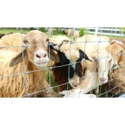 AQUAGART 150 M Clôture De Protection Contre La Faune Sauvage, Clôture Forestière, Grillage Noué, Clôture De Pâturage, Clôture En Fil De Fer 150/13/15 -Grillage et accessoire Soldes 29731810 3