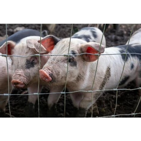 AQUAGART 50 M Clôture De Protection Contre La Faune Sauvage, Clôture Forestière, Clôture De Pâturage, Clôture En Fil De Fer, Grillage Noué 100/10/30 3 AQUAGART 50 M Clôture De Protection Contre La Faune Sauvage, Clôture Forestière, Clôture De Pâturage, Clôture En Fil De Fer, Grillage Noué 100/10/30 – Image 3