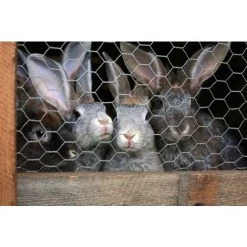 AQUAGART 100 M Grillage à Maille Hexagonale, Grillage De Poulailler, Grillage Pour Enclos à Lapins 50 Cm -Grillage et accessoire Soldes 29741249 4