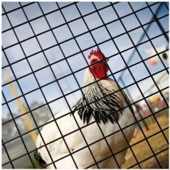 DESTOCKOUTILS Grillage Galvanisé PVC Noir Soudé Maille Carrée Pour Volière 50cmx25m