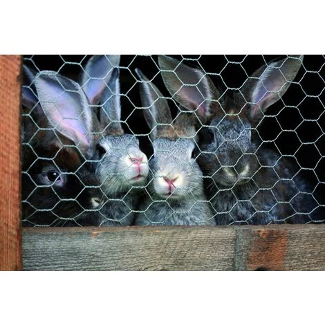 Centrale Brico Grillage Pour Animaux Triple Torsion Gris, H.1.5 X L.5 M, Maille H.13 X L.13 Mm 2 Centrale Brico Grillage Pour Animaux Triple Torsion Gris, H.1.5 X L.5 M, Maille H.13 X L.13 Mm – Image 2