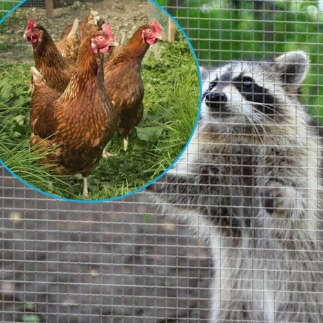 POULAILLER DIRECT Grillage Poule Galvanisé Maille Fine Carrée Fensanet 10m X 1m Épaisseur 0,8 Mm - Nortene 2 POULAILLER DIRECT Grillage Poule Galvanisé Maille Fine Carrée Fensanet 10m X 1m Épaisseur 0,8 Mm - Nortene – Image 2